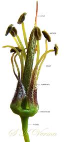  Stamens and Pistil